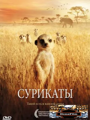 Сурикаты 2007