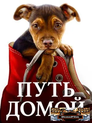 Путь домой 2019