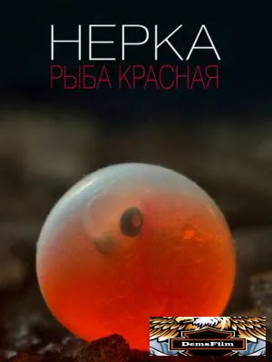 Нерка. Рыба красная 2020