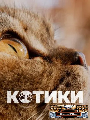 Котики 2022