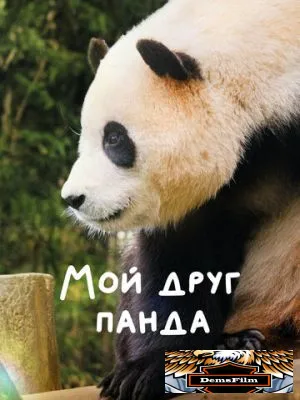 Мой друг панда 2024
