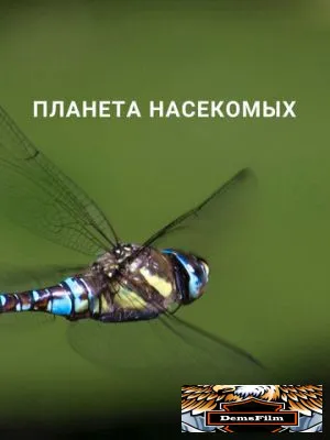 Планета насекомых 2022