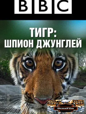 BBC: Тигр – шпион джунглей 2008