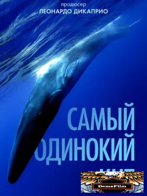 Самый одинокий кит 2021