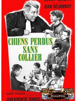 Бродячие собаки без ошейников 1955