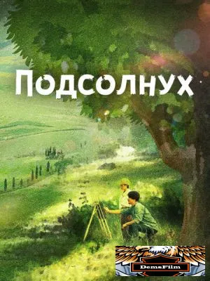 Подсолнух 2017