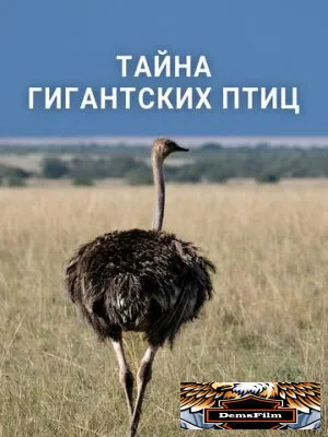 Тайна гигантских птиц 2024