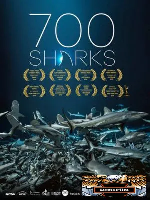 700 акул 2018