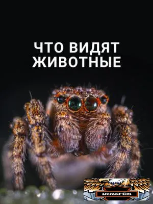 Что видят животные 2018